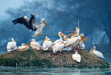 STEPiNN-KEOLADEO NATIONAL PARK